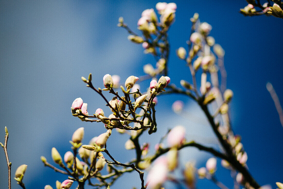  Niederlande, Magnolienblüte, Magnolienbaum 