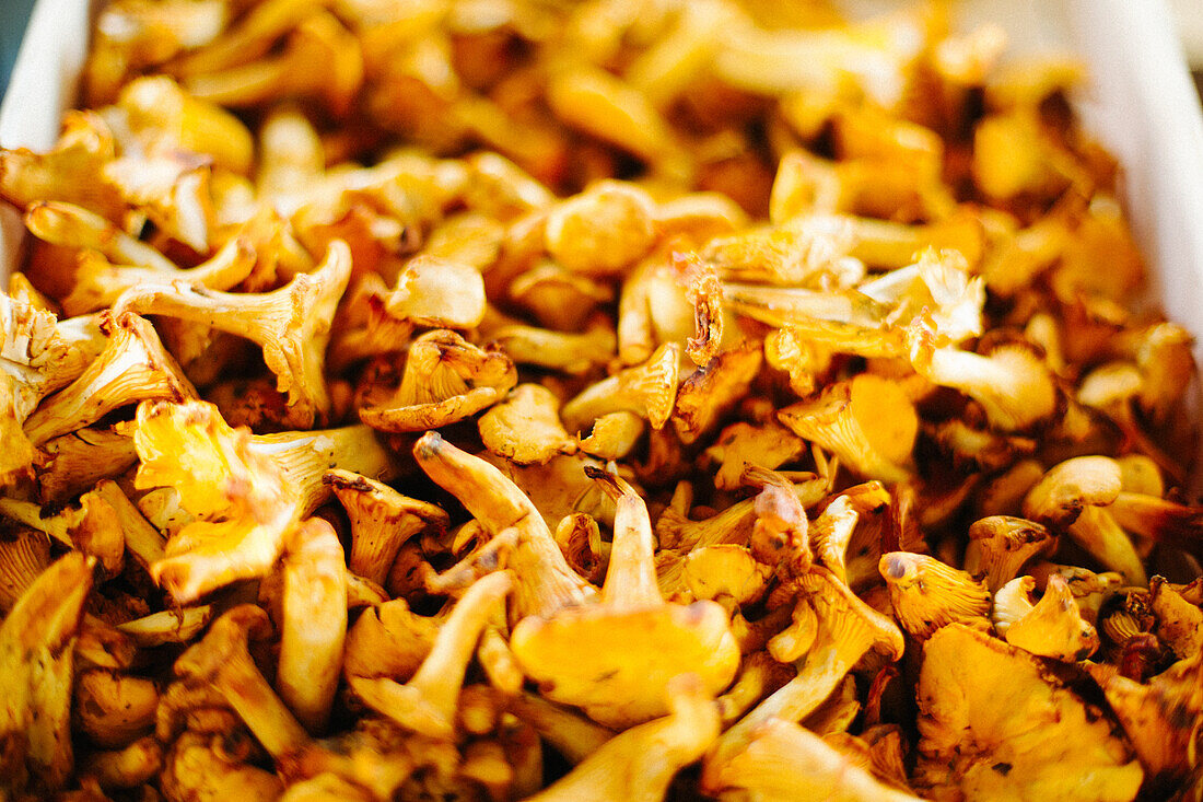 Florence, Italy, Market, Vegetables, Italian Language, Funghi, Porcini, Wild mushrooms