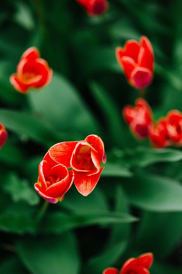  Noordwijk, Niederlande, Rote Tulpen, Tulpenfelder 