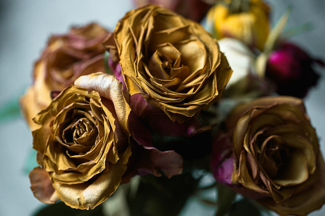  Rose, Golden, Blüte, Stillleben Rosen 