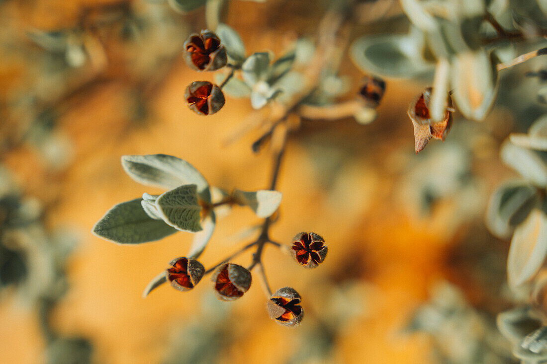 Autumnal vegetation at Cap Canaille near Cassis and in the Calanques National Park, Provence-Alpes-Côte d'Azur, France