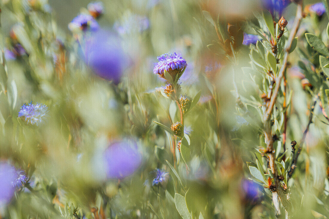 Autumnal vegetation at Cap Canaille near Cassis and in the Calanques National Park, Provence-Alpes-Côte d'Azur, France