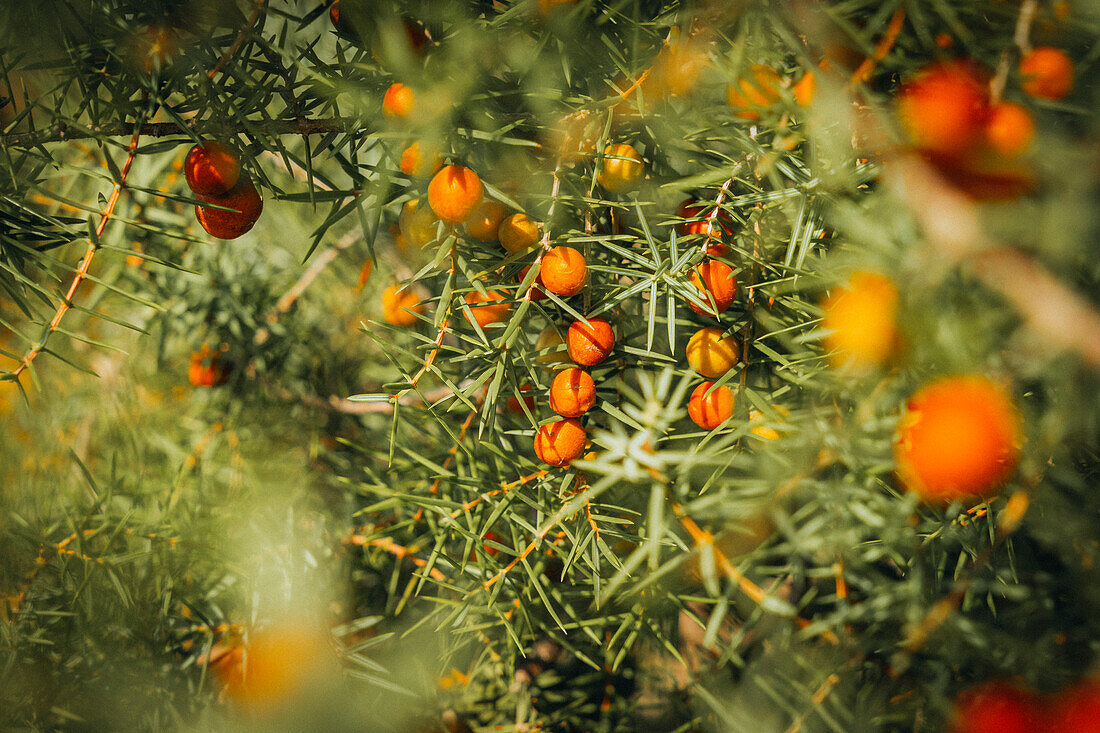  Autumnal vegetation at Cap Canaille near Cassis and in the Calanques National Park, Provence-Alpes-Côte d&#39;Azur, France 