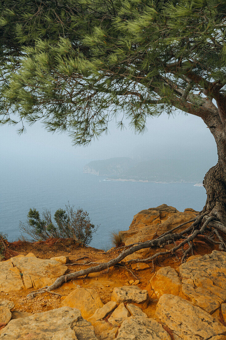 Pinien am Cap Canaille bei Cassis, Provence-Alpes-Côte d'Azur, Frankreich