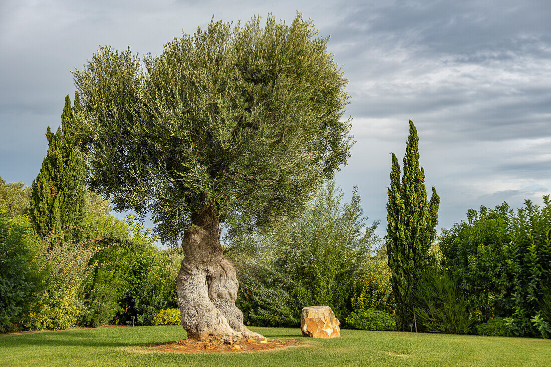 Beautiful healthy olive tree in a luxurious garden in Southern Italy.