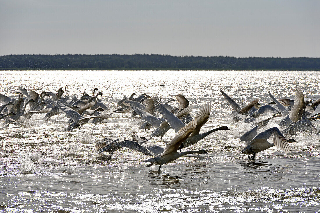 group of mute swans (Cygnus olor), Juodkrante, Curonian Spit, Lithuania, Baltic States, North Europe