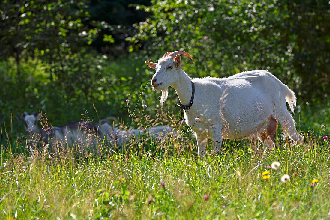 domestic goat on the homestead of Miskiniskes rural accommodations, Aukstaitija National Park, Lithuania, Europe