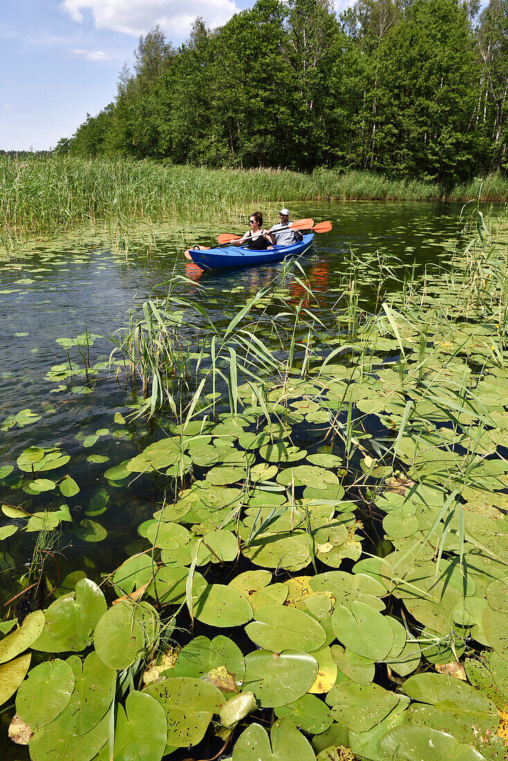  Kanufahrt zwischen den Teichrosen (Nuphar) auf dem See Asekas um Ginuciai, Aukstaitija Nationalpark, Litauen, Europa 