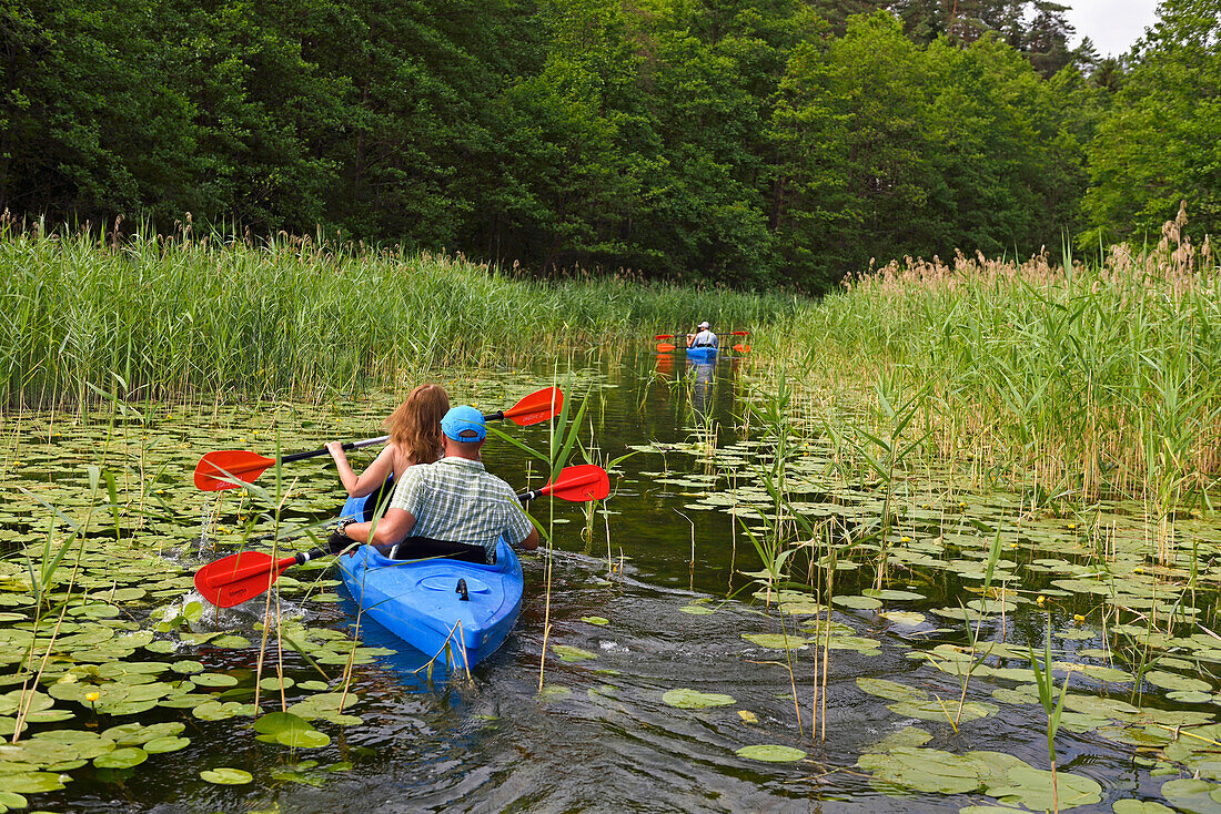 canoe trip on an arm of the river connecting the lakes Baluosykstis and Srovinaitis around Ginuciai, Aukstaitija National Park, Lithuania, Europe