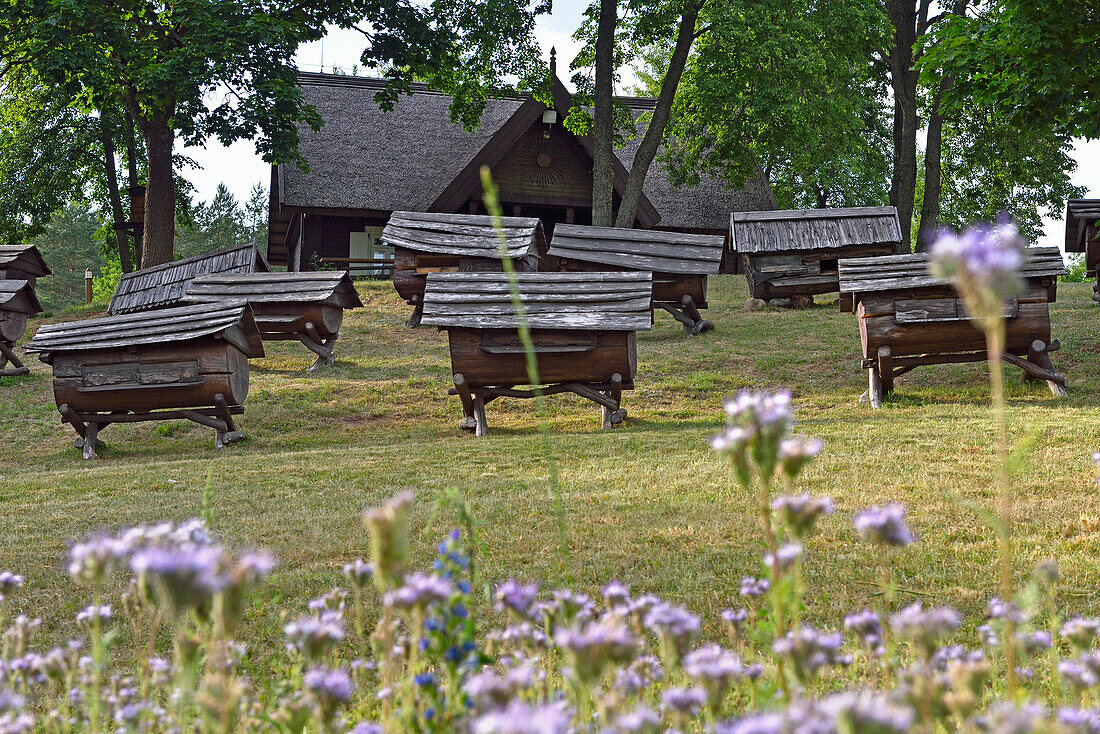  Phacelia (Phacelia tanacetifolia) vor alten Bienenstöcken im Imkereimuseum, Stripeikiai, Aukstaitija Nationalpark, Litauen, Europa 