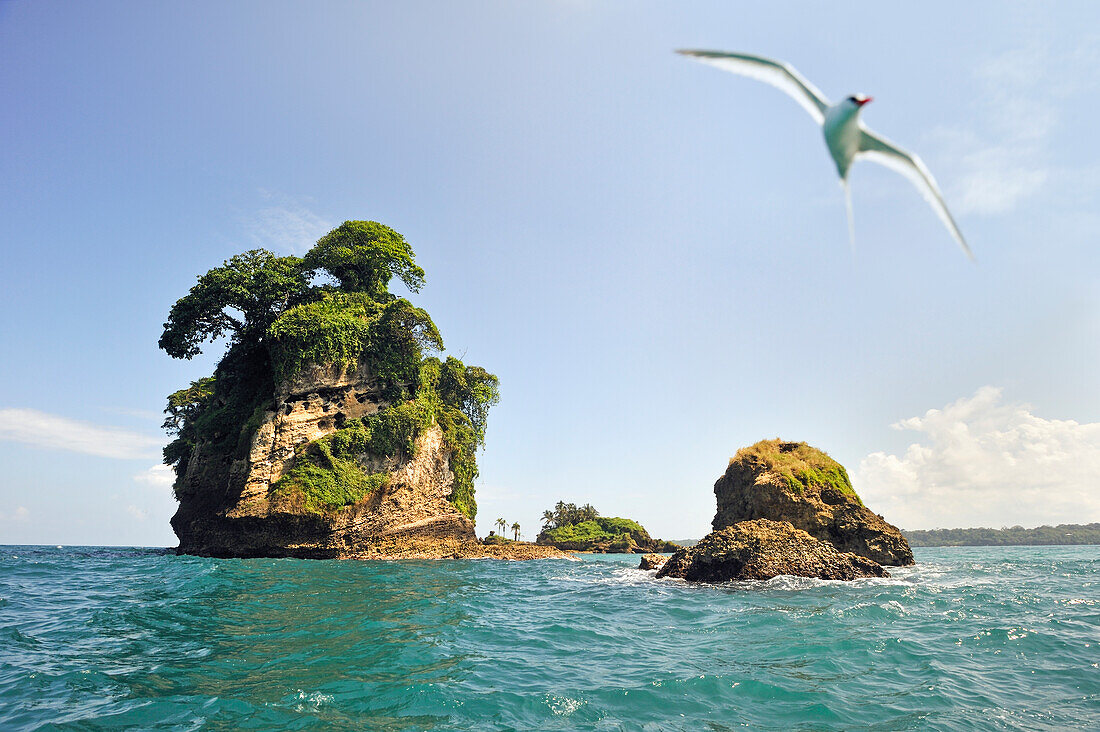 Seevogel Tropicbird, Insel Pajaros, auch Swan's Cay genannt, vor der Küste von Boca del Drago auf der Insel Colon, Archipel Bocas del Toro, Republik Panama, Mittelamerika