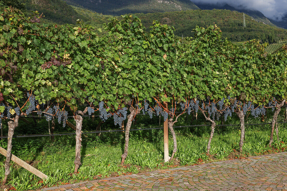 Grapevine in South Tyrol, autumn