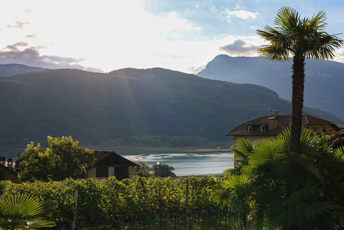 Blick auf Kalterer See, Berge und Palme, Südtirol, Italien