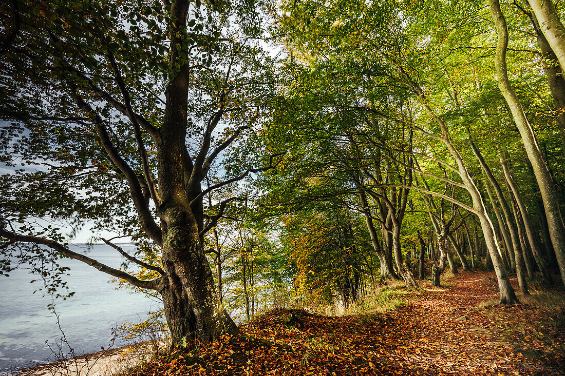 Blick in den herbstlichen Wald am Eitz in Weissenhäuser Strand, Ostsee, Ostholstein, Schleswig-Holstein, Deutschland