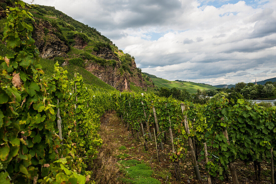 Steile Weinberge und Felsen, bei Kröv, Mosel, Rheinland-Pfalz, Deutschland