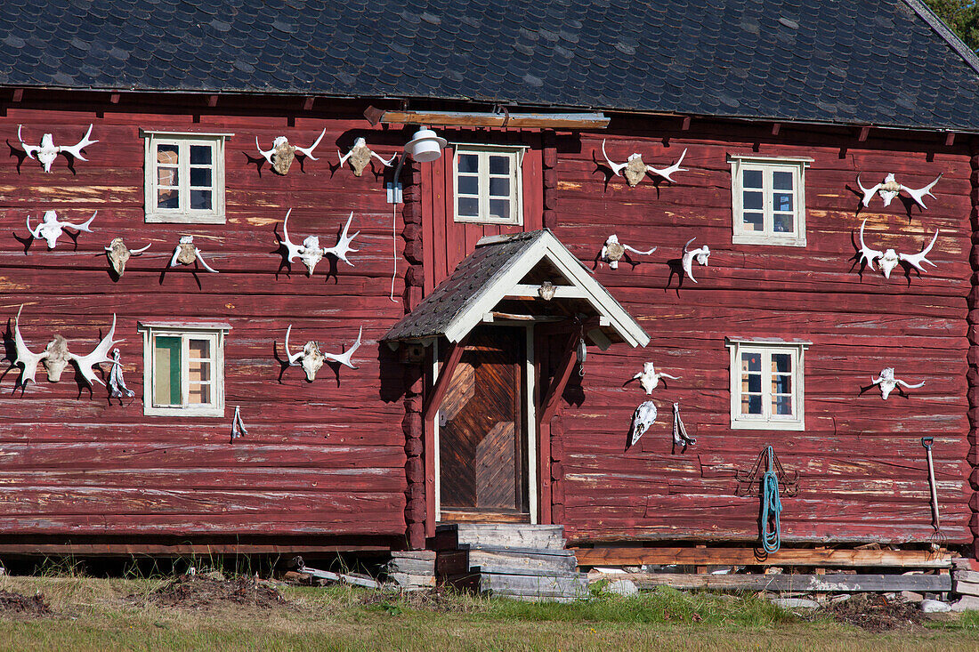  Wooden house, moose horn, antlers, trophies, Rondane National Park, Dovre, Norway 