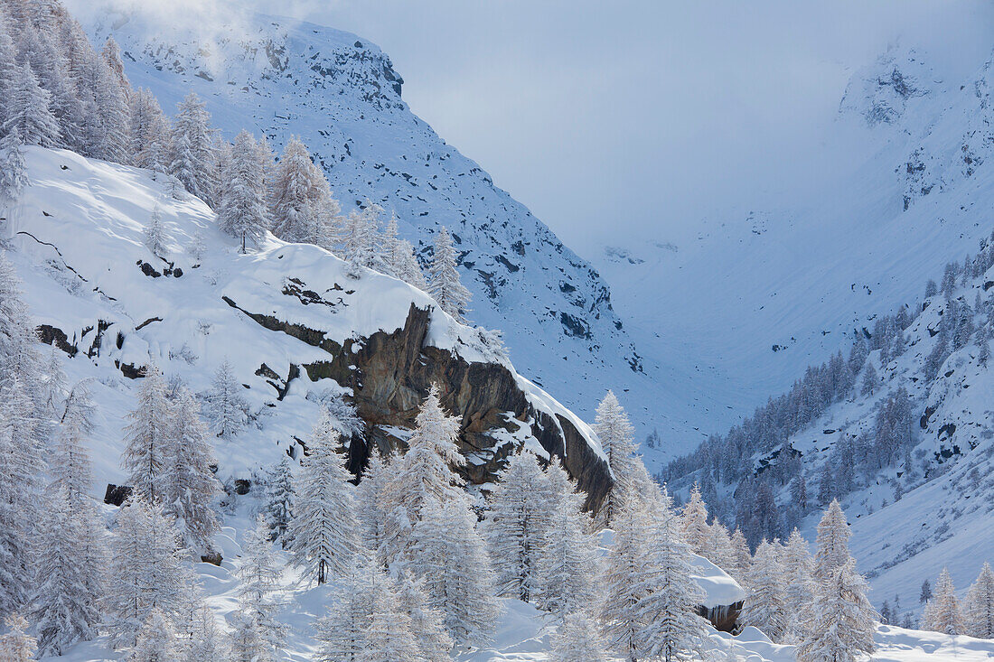  Mountain landscape, larch trees in the snow, winter, Gran Paradiso National Park, Aosta Valley, Italy 