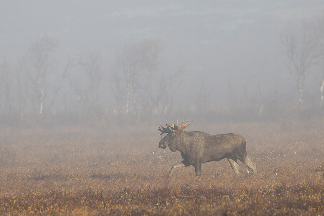  Moose, Alces alces, old bull moose in the morning mist, autumn, Jaemtland, Sweden 