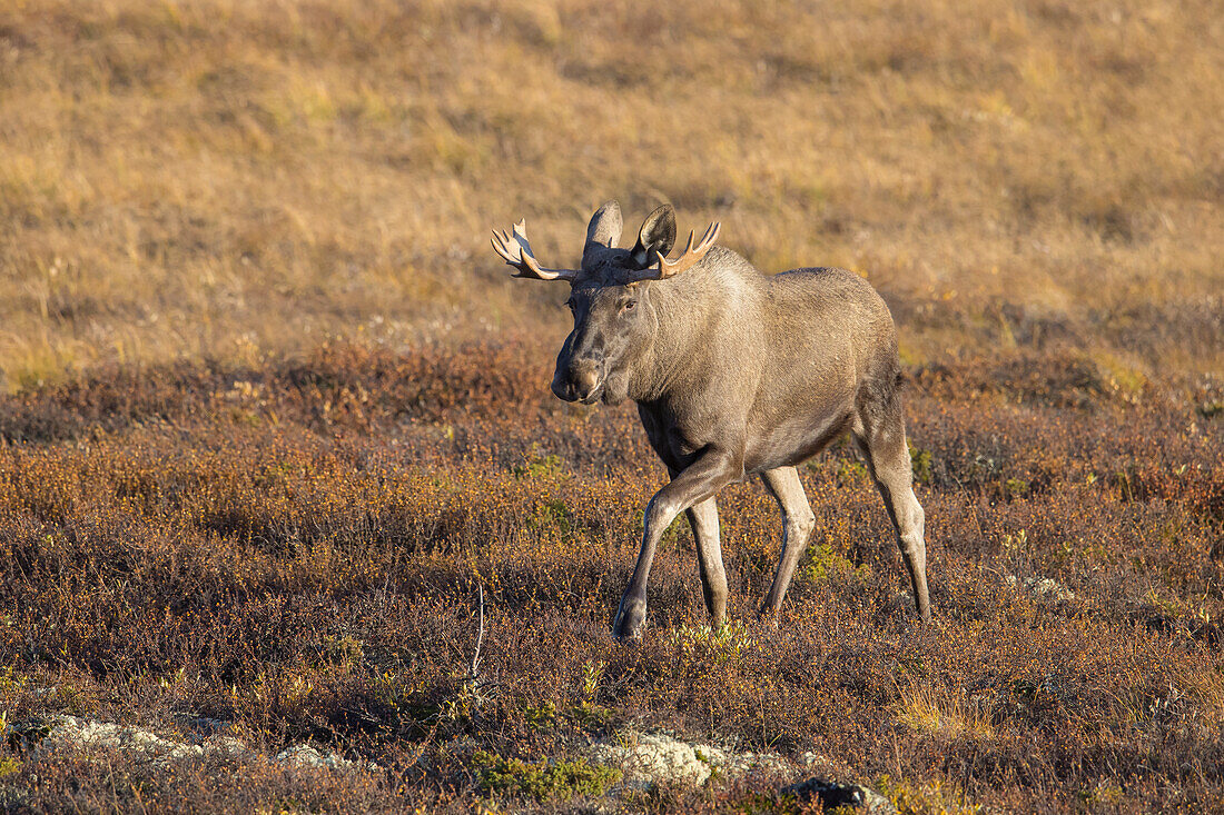  Moose, Alces alces, old bull moose in autumn, Jaemtland, Sweden 