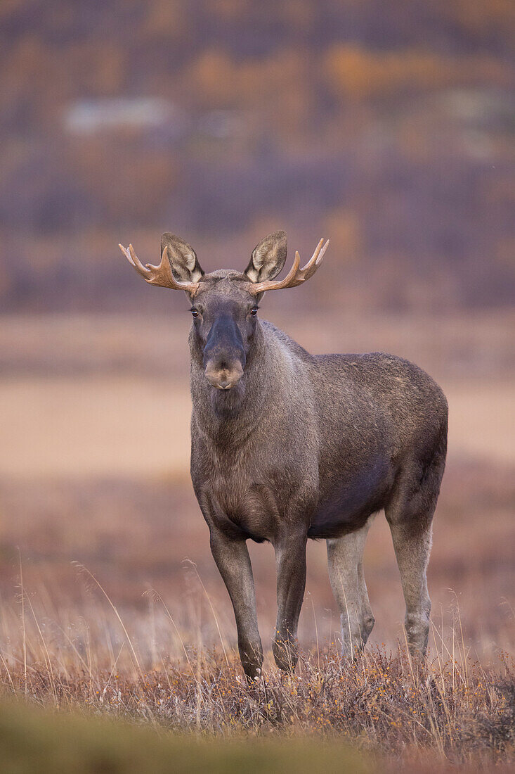  Moose, Alces alces, old bull moose in autumn, Jaemtland, Sweden 