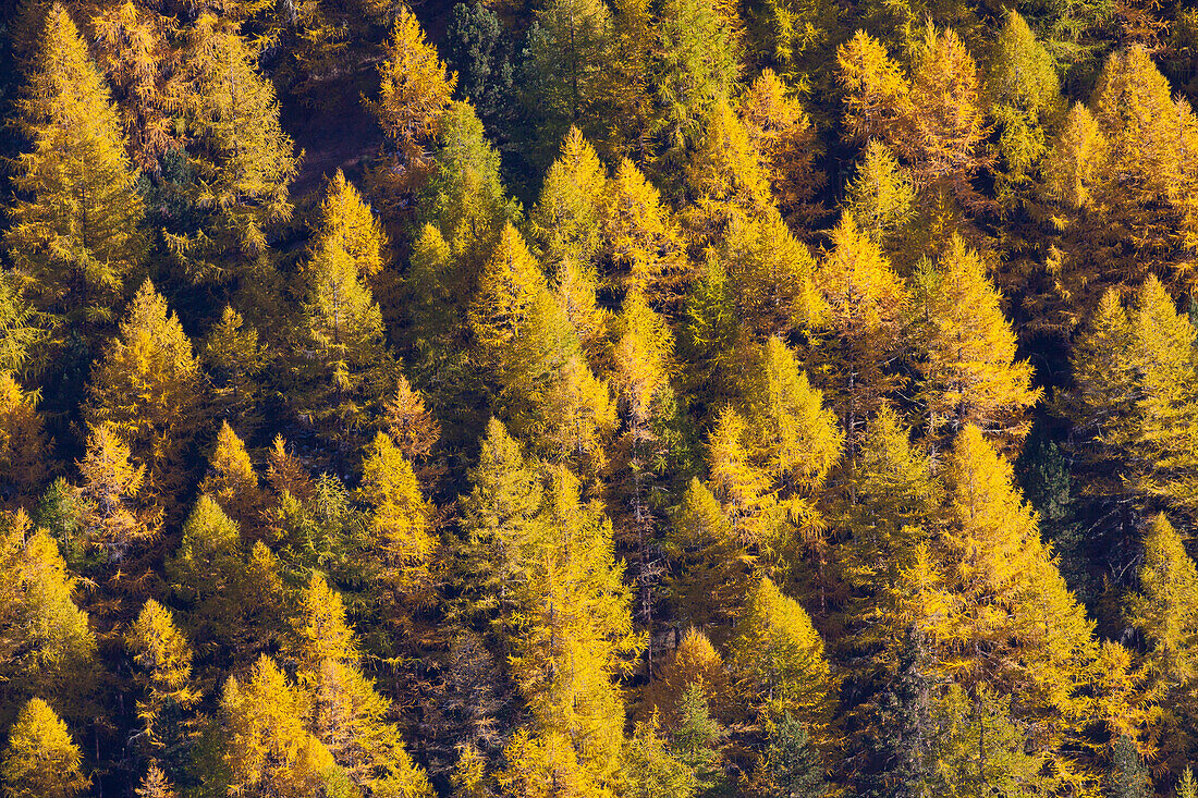 Europäische Lärche, Larix decidua, verfärbter Lärchenwald im Herbst, Nationalpark Gran Paradiso, Italien