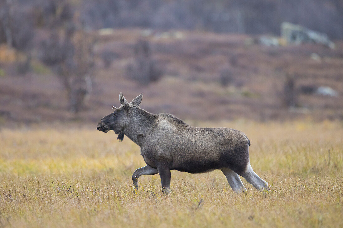  Moose, Alces alces, young bull moose on a moor, autumn, Jaemtland, Sweden 