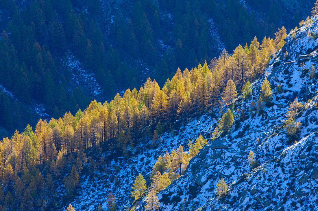  European larch, Larix decidua, discolored larch forest in autumn, Gran Paradiso National Park, Italy 