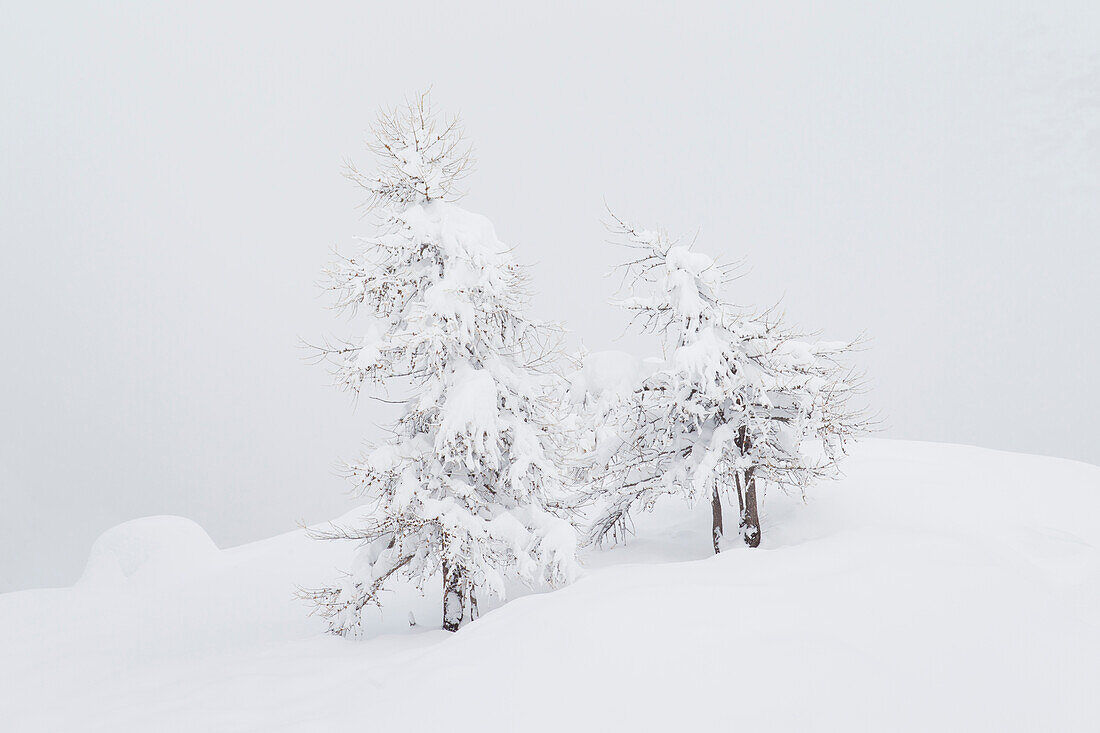  European larch, Larix decidua, trees in snow, winter, Gran Paradiso National Park, Aosta Valley, Italy 