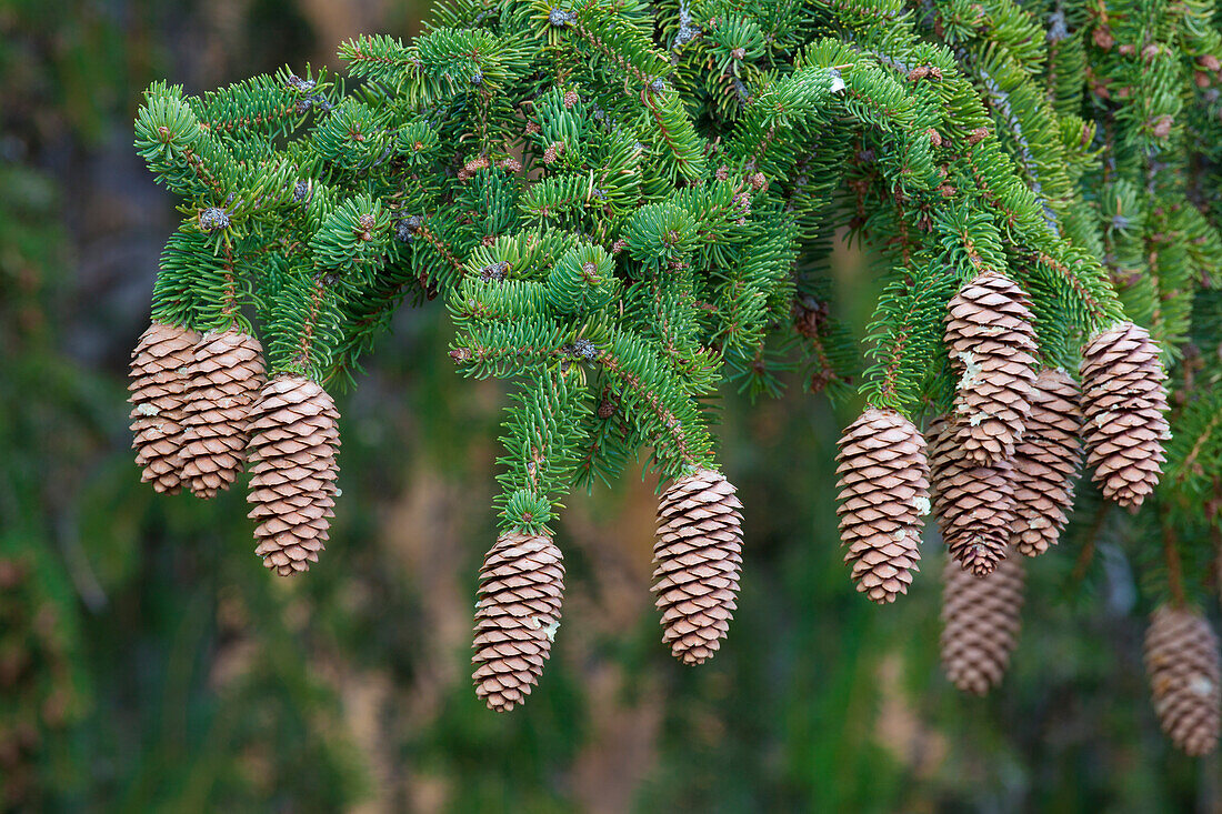 Gemeine Fichte, Rotfichte, Picea abies, Zapfen, Nationalpark Gran Paradiso, Italien