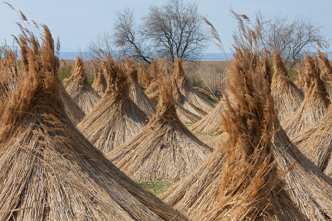  Reed harvest, reed harvest (Phragmites australis, Phragmites communis), drying gifts, Lake Neusiedl, Burgenland, Austria 