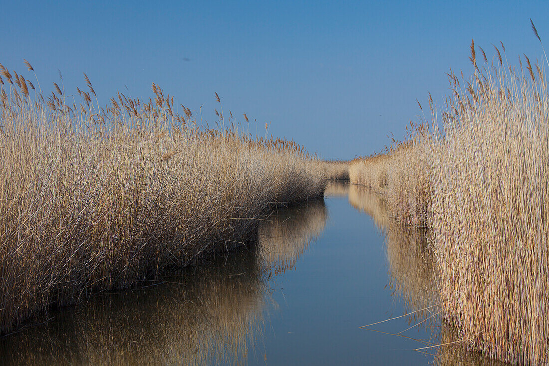  Common reed, Common reed, Phragmites communis, Common reed, Lake Neusiedl, Austria 