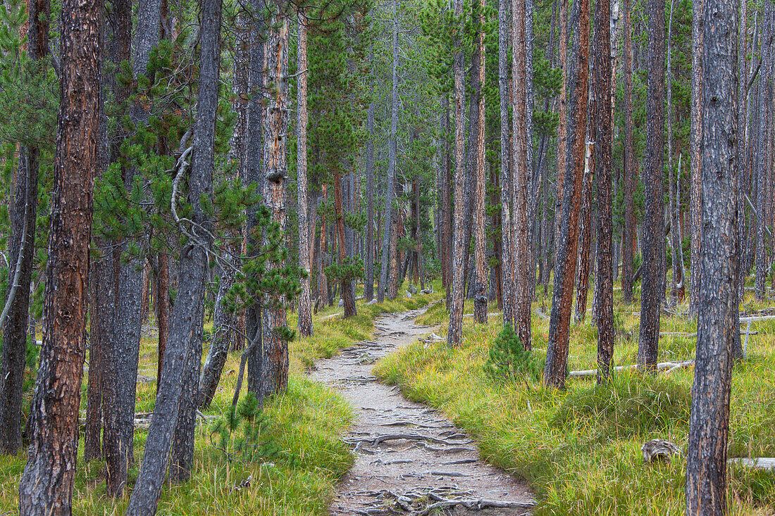 Waldkiefer, Pinus silvestris, Weg im urwüchsigen Wald, Schweizer Nationalpark, Graubünden, Schweiz