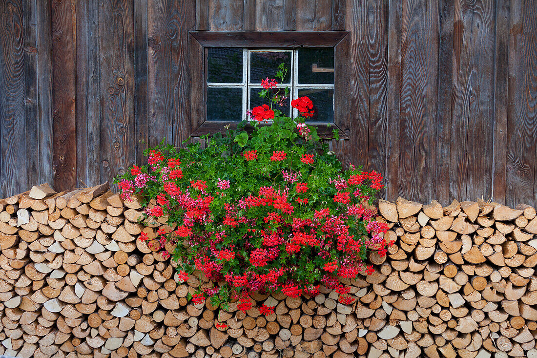  Stacked firewood, Bavaria, Germany 