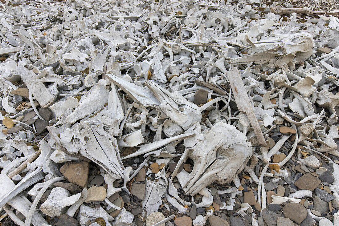  Bones of beluga whales at the whale-catching site Bamsebu on the Ahlstrand Peninsula, Bellsund, Svalbard, Norway 