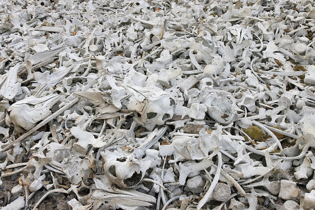  Bones of beluga whales at the whale-catching site Bamsebu on the Ahlstrand Peninsula, Bellsund, Svalbard, Norway 