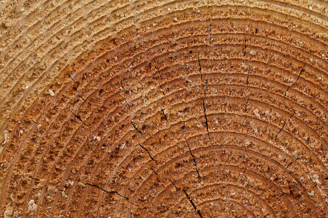 Europäische Fichte, Gewöhnliche Fichte, Rotfichte, Picea abies, Baumstamm in einem Holzstapel, Schleswig-Holstein, Deutschland