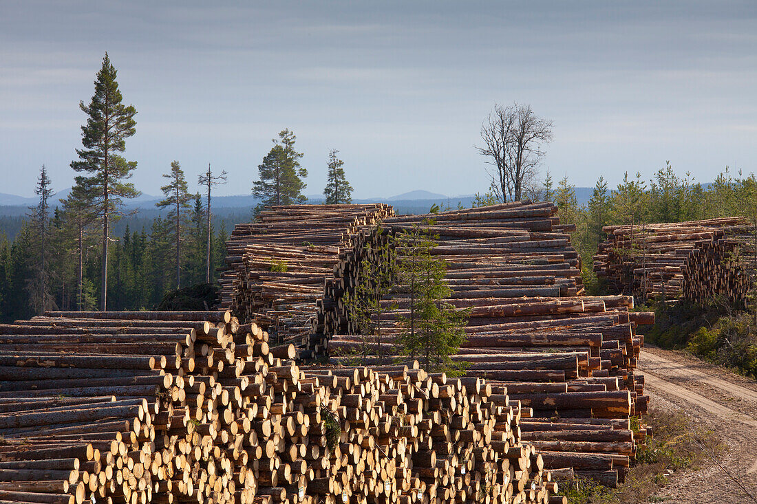 Holzstapel, Fichten- und Waldkiefernstämme, Darlana, Schweden