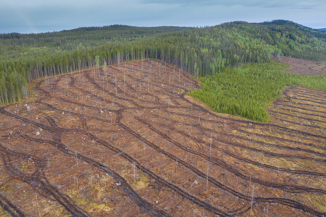  Clear-cutting, traces of mechanical logging, Dalarna, Sweden 