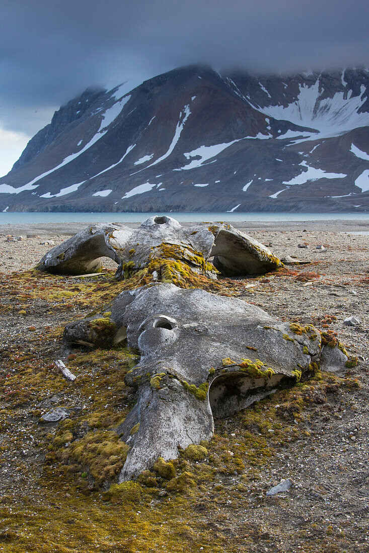  Greenland whale, Balaena mysticetus, whale bones in arctic landscape, Hornsund, Svalbard, Norway 