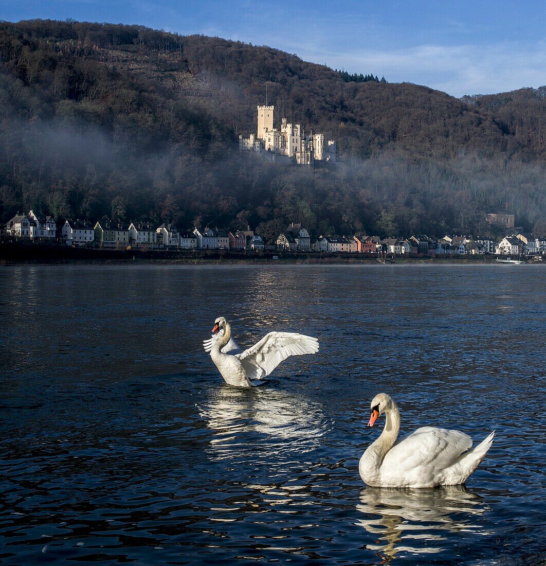  Stolzenfels Castle in the morning mist, swimming swans in the foreground, Koblenz, Upper Middle Rhine Valley, Rhineland-Palatinate, Germany 