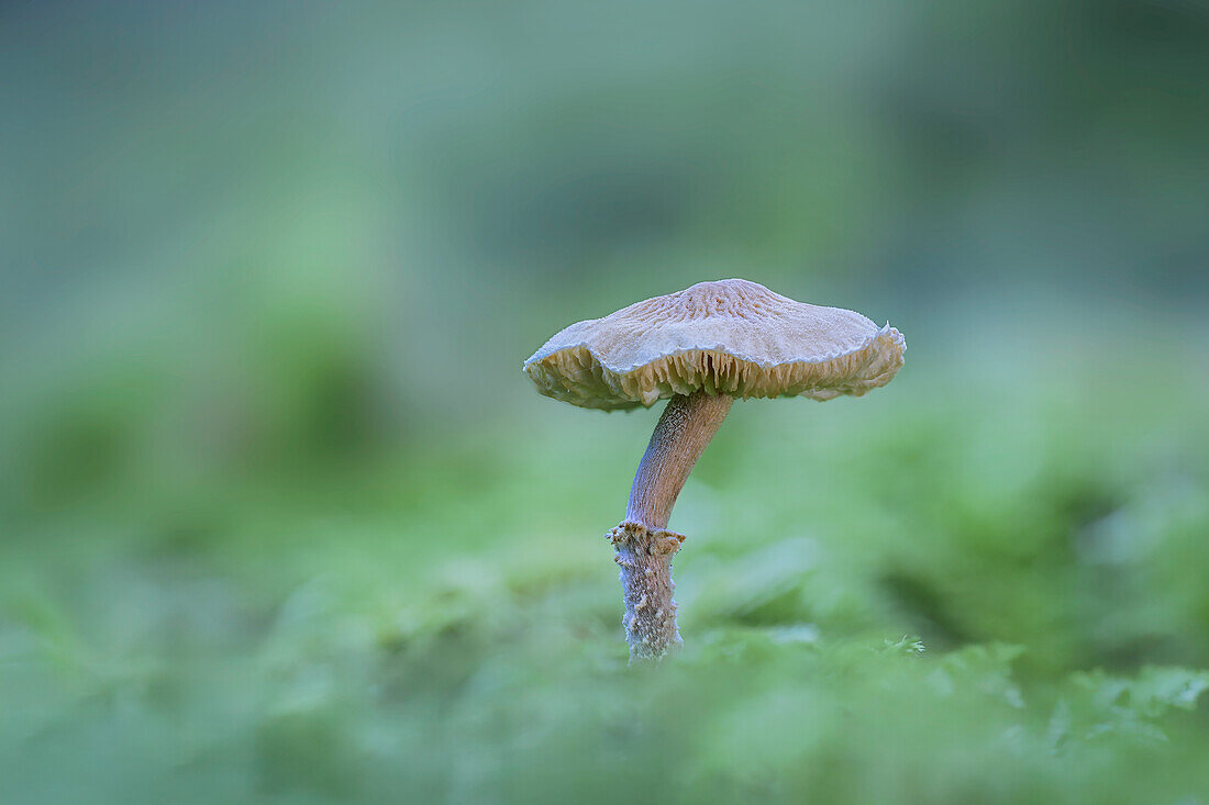 Ein Pilz im Herbstwald, Bayern, Deutschland