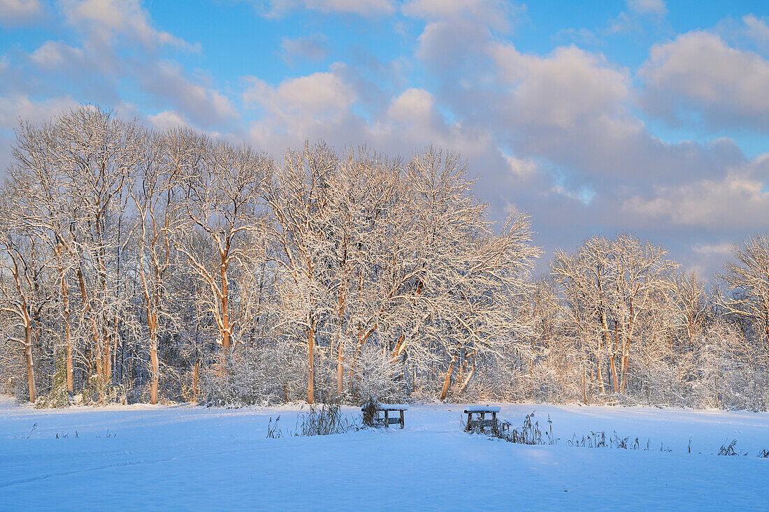  Winter morning in the Weilheimer Moos, Weilheim, Bavaria, Germany, Europe 