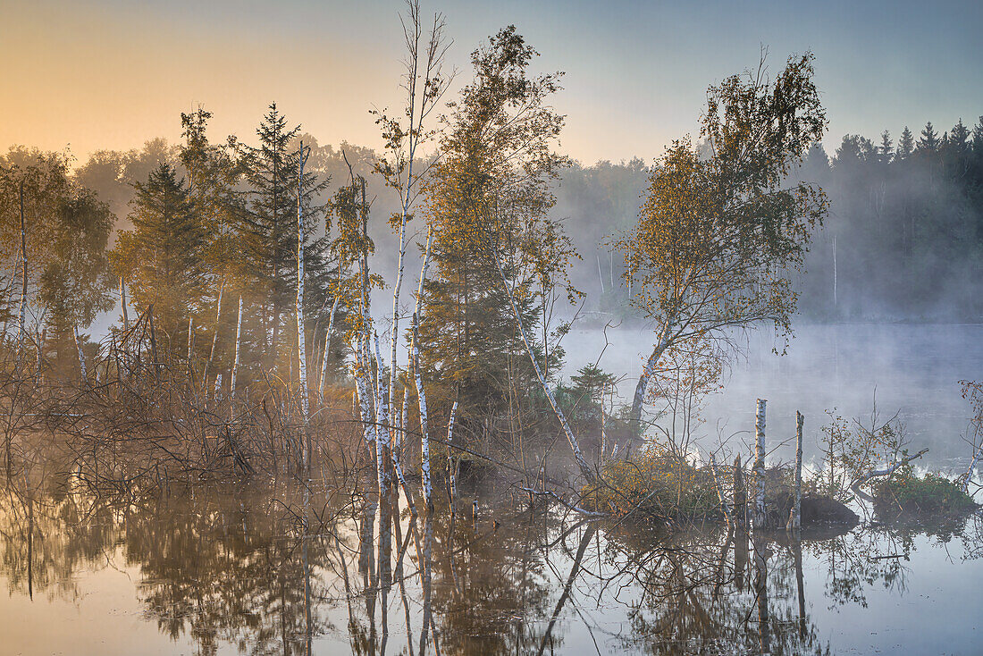  Morning mist in the moor, Weilheim, Upper Bavaria, Bavaria, Germany 