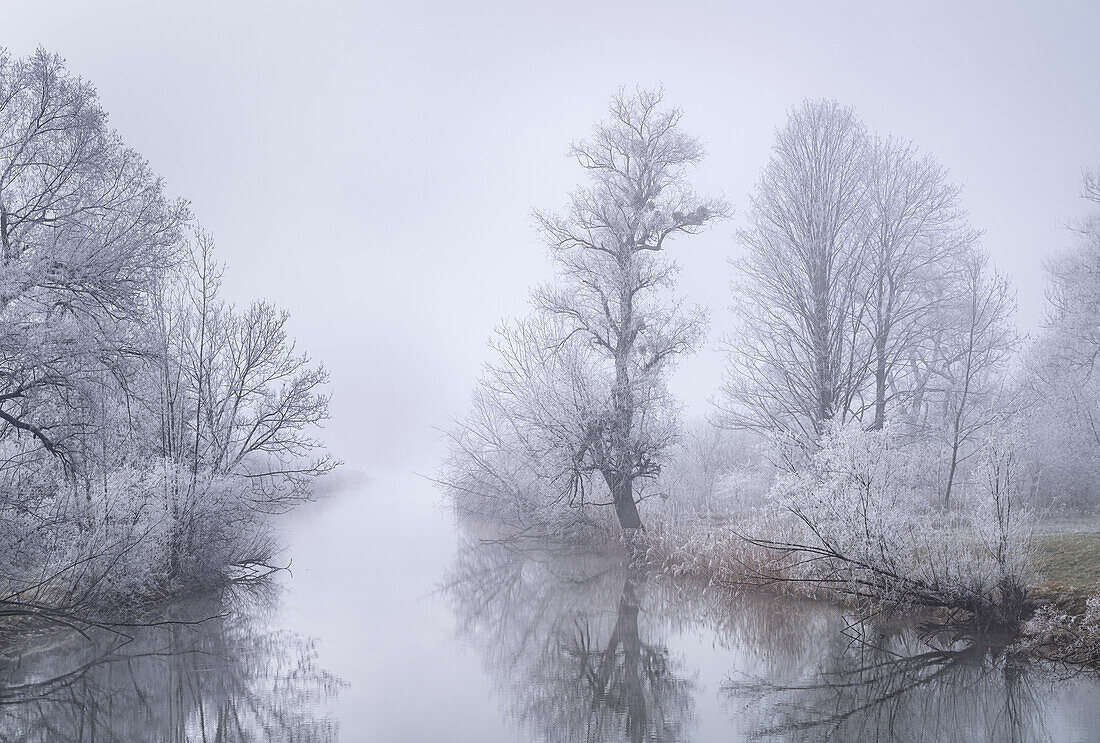 Raureifmorgen an der Loisach bei Kochel am See, Oberbayern, Bayern, Deutschland, Europa