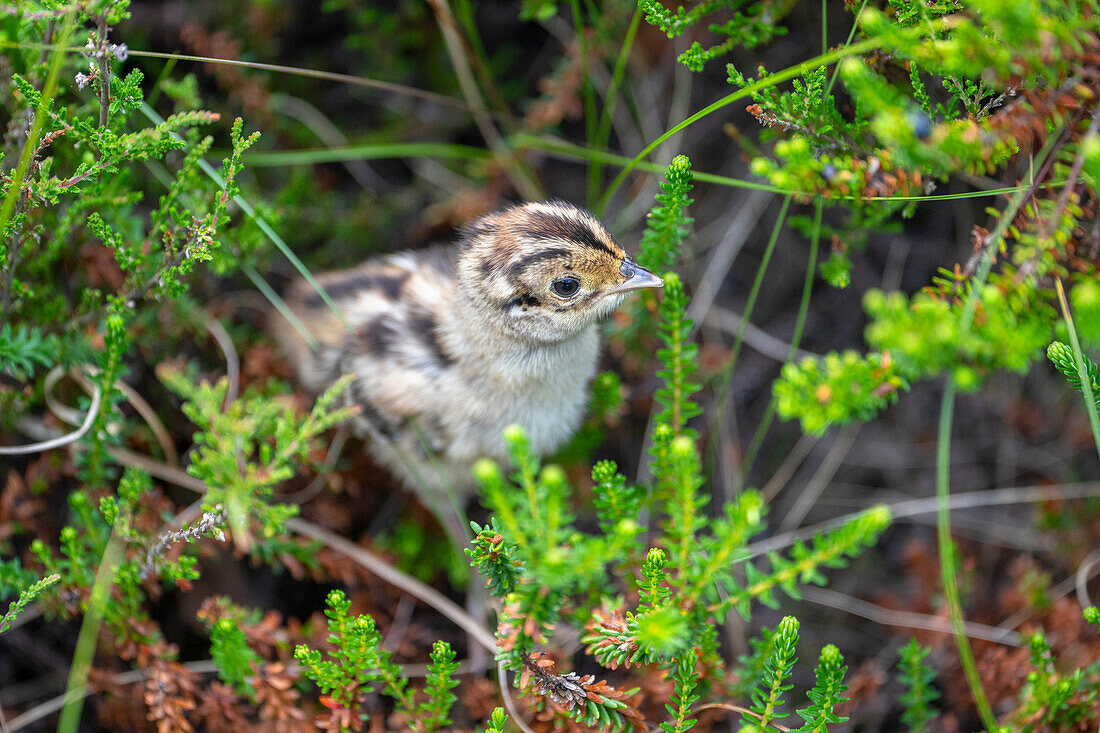  Pheasant chick, pheasant, young bird hidden in the heath, heather, Amrum Dunes Nature Reserve, North Frisian Island, North Frisia, Schleswig-Holstein, Schleswig-Holstein Wadden Sea National Park, Amrum, \n 