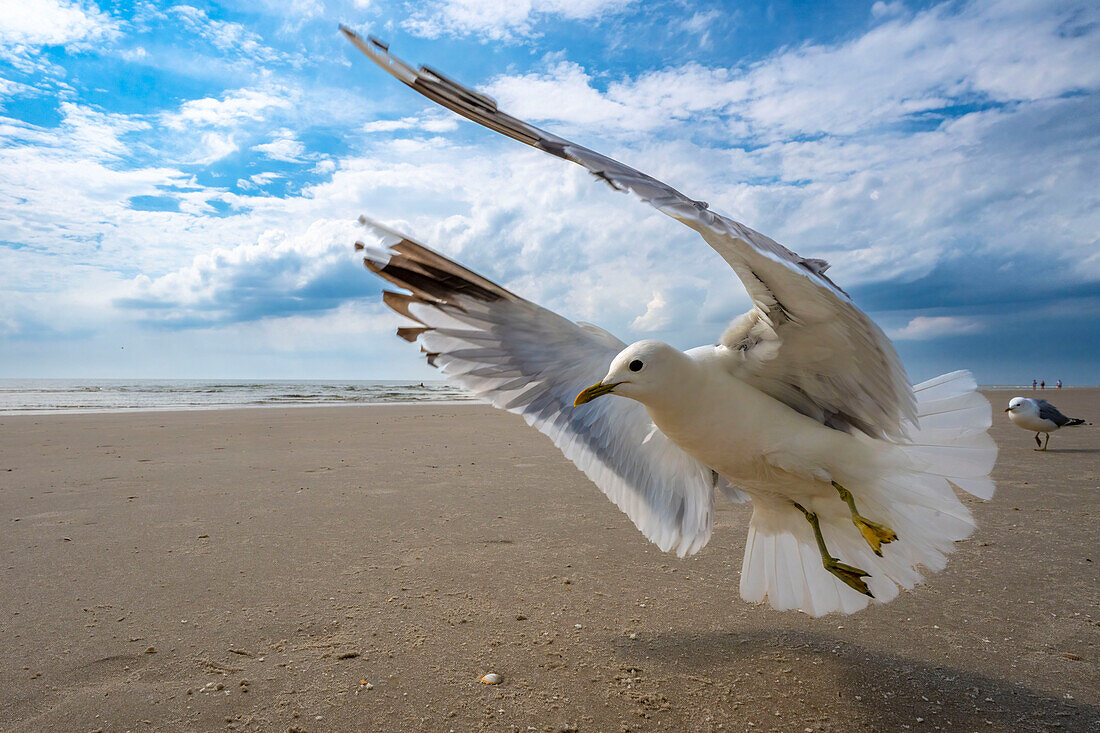  Seabirds, Kniephaken, bird refuge, Kniepstrand, beach, Kniepsand, seagulls, flying seagulls, North Frisian Island, North Frisia, Schleswig-Holstein, Schleswig-Holstein Wadden Sea National Park, Amrum, \n 