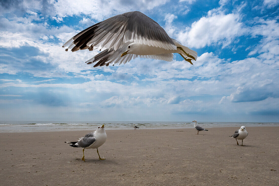  Seabirds, Kniephaken, bird refuge, Kniepstrand, beach, Kniepsand, seagulls, flying seagulls, North Frisian Island, North Frisia, Schleswig-Holstein, Schleswig-Holstein Wadden Sea National Park, Amrum, \n 