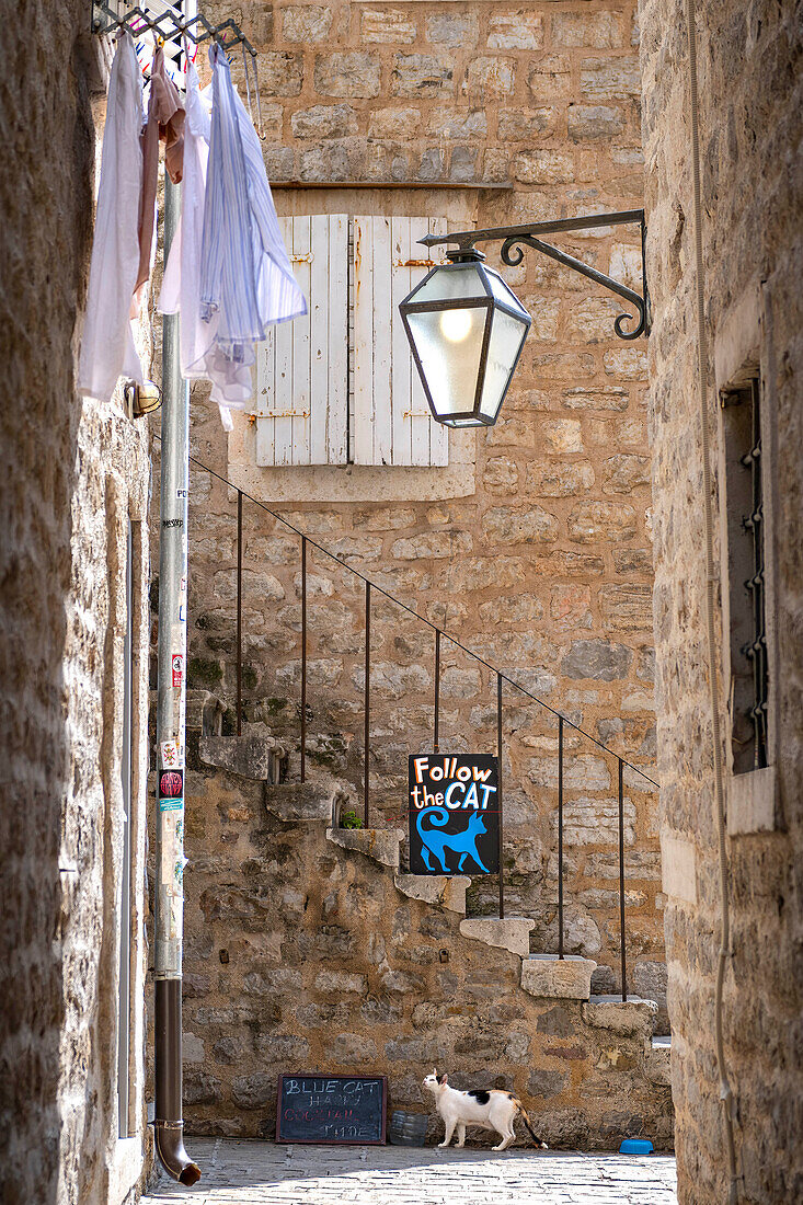  Kotor city center, old town, city of cats, cat in the old town, Blue Cat, Adriatic Sea, Adriatic coast, bay, trading and port city, Montenegro 