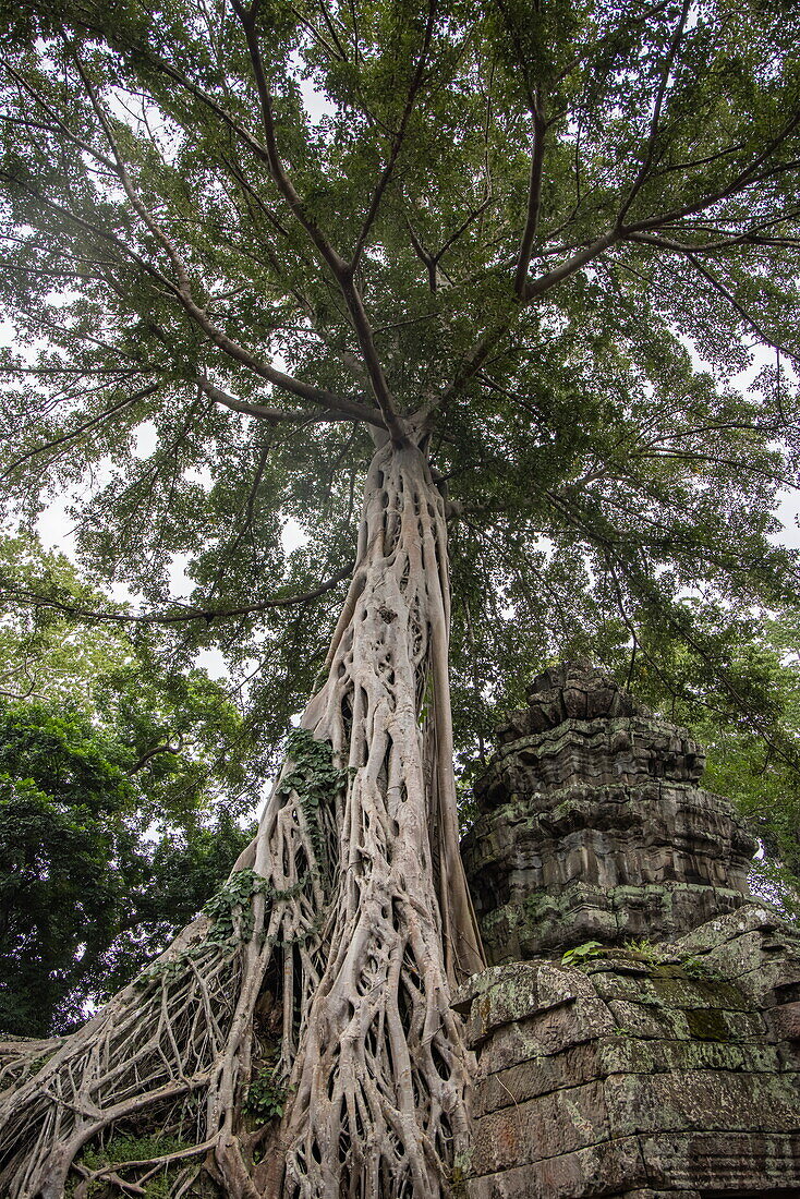 Überwucherte Ruinen des Tempels Ta Prohm im Urwald, im  Tempelkomplex Angkor Wat, Angkor Wat, bei Siem Reap, Provinz Siem Reap, Kambodscha, Asien