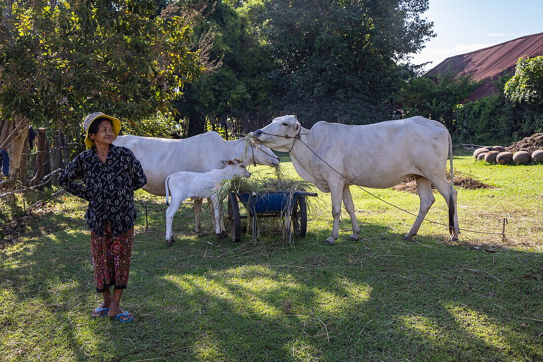 Einheimische Frau mit ihrem Vieh, Srae Thmei, Rolea B'ier District, Kampong Chhnang, Kambodscha, Asien